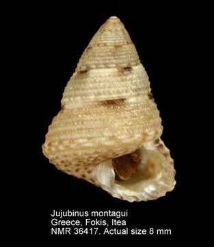 Image of Jujubinus montagui (Wood 1828)