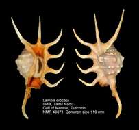 Image of orange spider conch