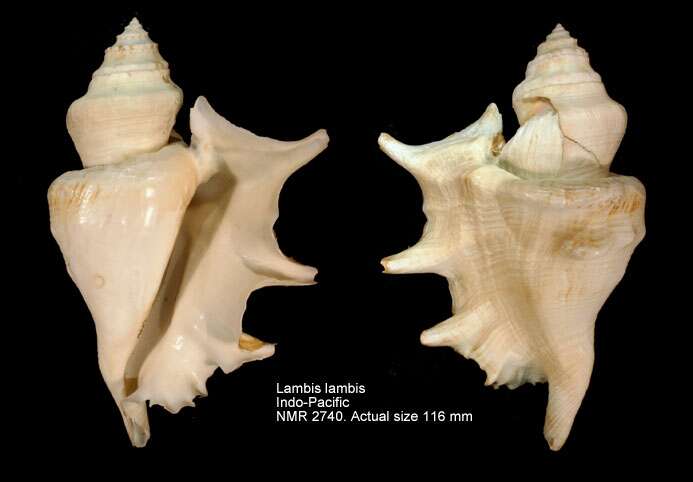 Image de Lambis lambis (Linnaeus 1758)