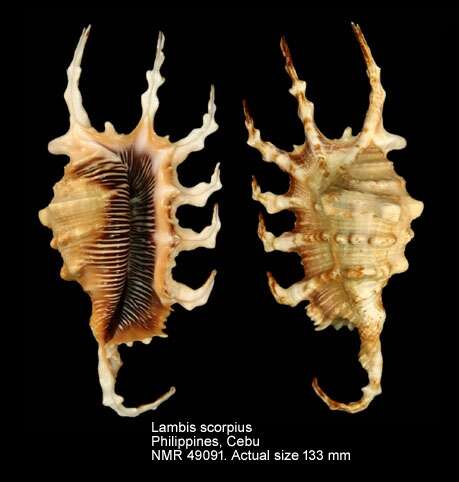 Image of Scorpion Spider Conch