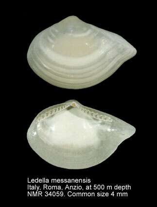 Image of Ledella messanensis (Jeffreys 1870)