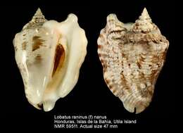 Image of Hawk-wing conch
