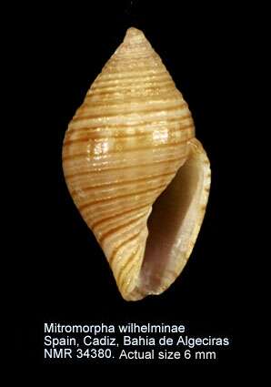 Image of Mitromorpha wilhelminae (van Aartsen, Menkhorst & Gittenberger 1984)