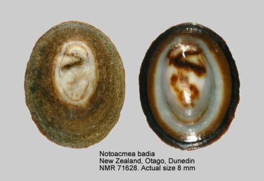 Image of Notoacmea badia W. R. B. Oliver 1926