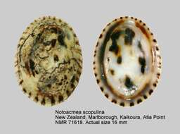 Image de Notoacmea scopulina W. R. B. Oliver 1926