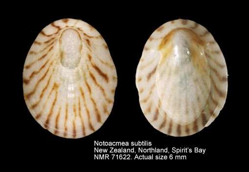 Sivun Notoacmea subtilis (Suter 1907) kuva