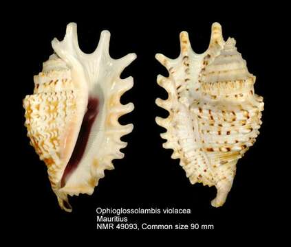 Image of violet spider conch