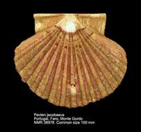 Pecten jacobaeus (Linnaeus 1758) resmi