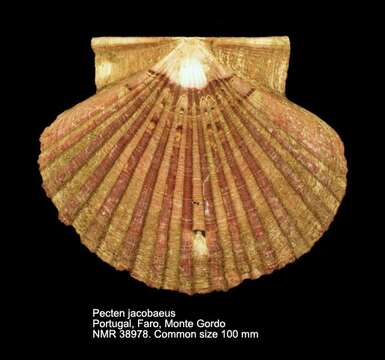 Image of St.James's scallop