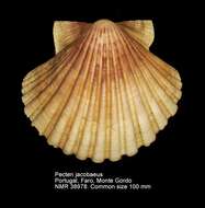 Pecten jacobaeus (Linnaeus 1758) resmi