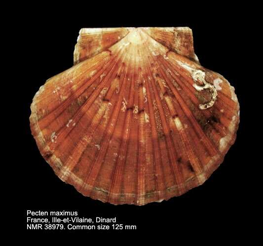 Image of Great Atlantic scallop