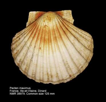 Image of Great Atlantic scallop