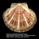 Image of New Zealand scallop