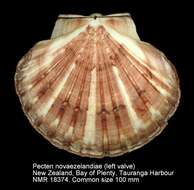 Imagem de Pecten novaezelandiae Reeve 1852