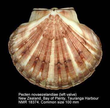 Image of New Zealand scallop