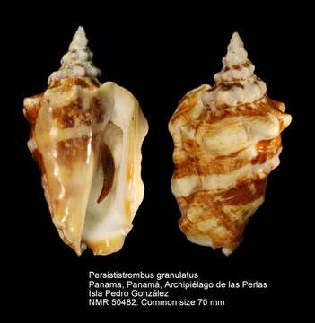 Image of Persististrombus Kronenberg & H. G. Lee 2007