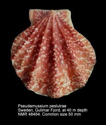 Image of seven-rayed scallop