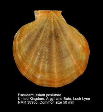 Image of seven-rayed scallop