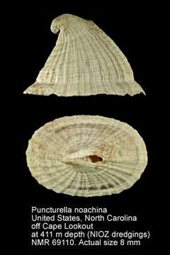 Image of punctured capshell
