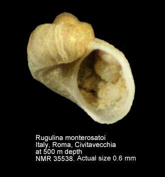 Image of Rugulina monterosatoi (van Aartsen & Bogi 1987)