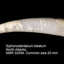 Image of lobate toothshell