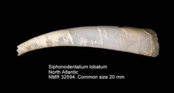 Image of lobate toothshell