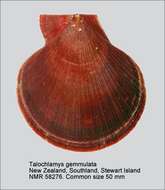 Image of Talochlamys gemmulata (Reeve 1853)