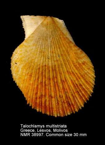 Image of tinted scallop