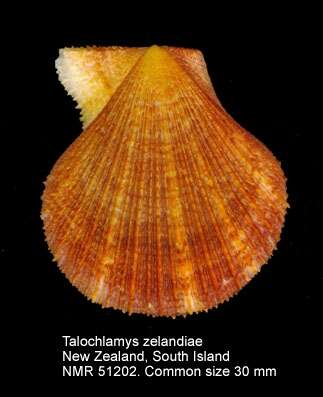 Talochlamys zelandiae (Gray 1843) resmi