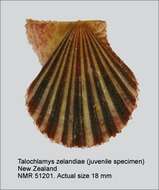 Talochlamys zelandiae (Gray 1843) resmi