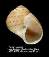 Image of New Zealand moonsnail