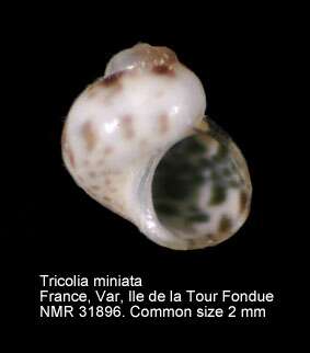 Image of Tricolia miniata (Monterosato 1884)