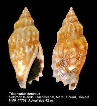 Image of Tridentarius Kronenberg & Vermeij 2002