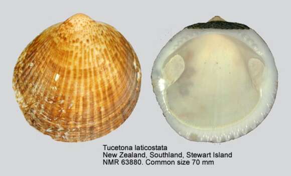 Image of Tucetona laticostata (Quoy & Gaimard 1835)