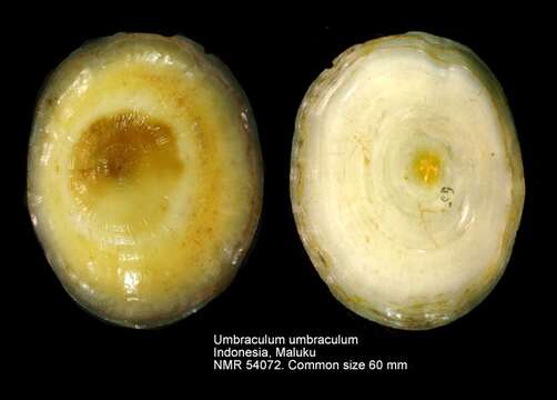 Image of Umbraculum Schumacher 1817