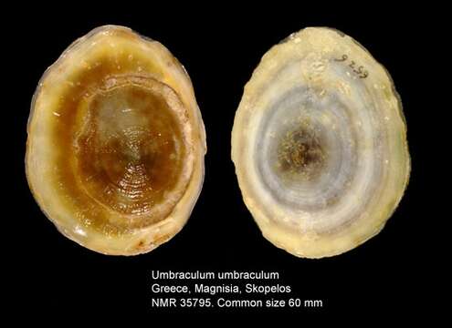 Plancia ëd Umbraculum Schumacher 1817