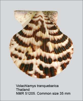 Image of Volachlamys tranquebaria (Gmelin 1791)