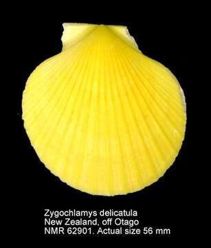Imagem de Zygochlamys delicatula (Hutton 1873)