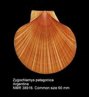 صورة Zygochlamys patagonica (P. P. King 1832)