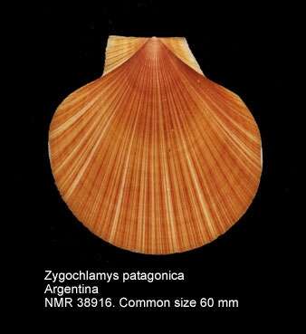 صورة Zygochlamys patagonica (P. P. King 1832)