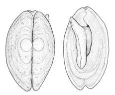 Image of Coleoconcha opalina Barnard 1964