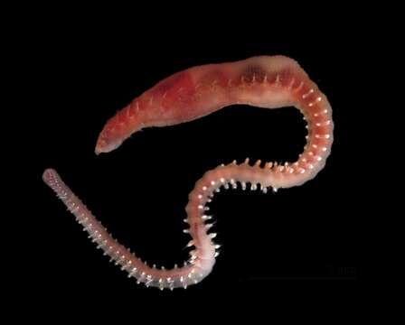 Image of T Headed Worm