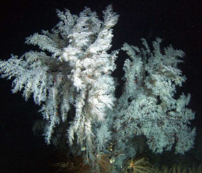 Image of Christmas tree coral