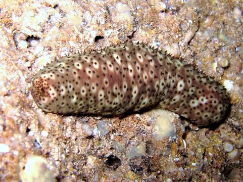 Image of Holothuria subgen. Platyperona Rowe 1969