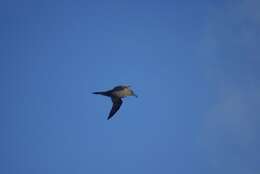 Image of Light-mantled Albatross