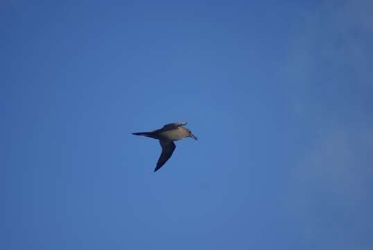 Image of Light-mantled Albatross