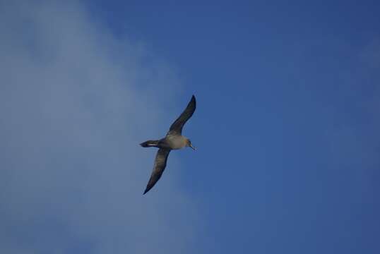 Image of Light-mantled Albatross