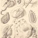 Imagem de Siphonophorae Eschscholtz 1829