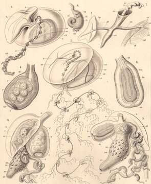 Image de Siphonophorae Eschscholtz 1829