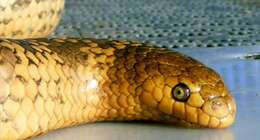 Image of mosaic sea serpent